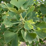 ginkgo tree leaves