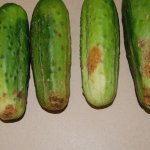 Rotten Cucumber