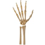 Skeleton Hand Transparent Background