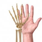 Skeleton Human Hand High-Five