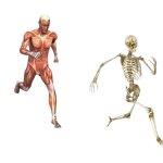 Flesh Guy Chasing Skeleton Guy