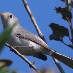 gnatcatcher bird