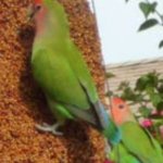 LOVEBIRDS OF PHOENIX