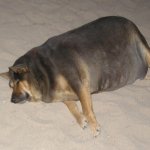 fat dog amateur