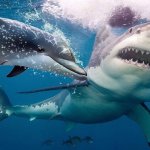 Dolphin VS Great White Shark template