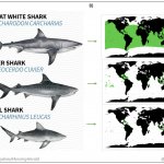 Great White Shark, Tiger Shark, Bull Shark