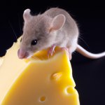 mouse munching on cheese