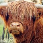 highland cow | Slavic Lives Matter | image tagged in highland cow,slavic | made w/ Imgflip meme maker