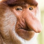 Jyothi Subrahmannian Baboon Face