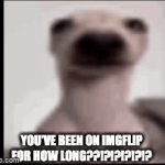 I won't tell anyone i promise | YOU'VE BEEN ON IMGFLIP FOR HOW LONG??!?!?!?!?!? | image tagged in gifs,memes,funny,oh wow are you actually reading these tags | made w/ Imgflip video-to-gif maker