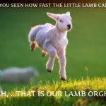 IT LIES WITHIN THE GENES | "HAVE YOU SEEN HOW FAST THE LITTLE LAMB CAN RUN?"; "YEAH, ...THAT IS OUR LAMB ORGHINI" | image tagged in funny,meme,lamborghini,jumping,lamb | made w/ Imgflip meme maker