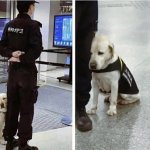 SAD SECURITY DOG, PUPPY, CUSTOMS