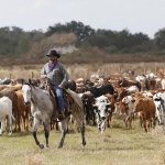 Cowboy horse cattle cows