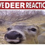 live deer reaction