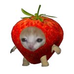 Strawberry Cat Meme template