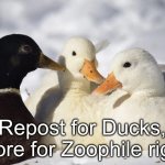 Repost for ducks meme