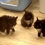 three kitty's shockd