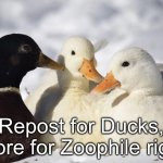 Repost for ducks | image tagged in repost for ducks | made w/ Imgflip meme maker