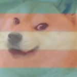 Trans Doge template