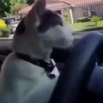 Cat driving gif meme