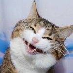 creepy cat