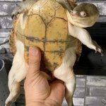 What You Sayin' Turtle meme