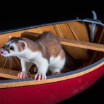 Weasel in a row boat