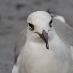 serious seagull