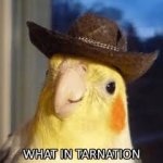 What in tarnation