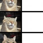 Stepan cat