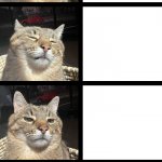Stepan cat