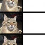 Stepan cat