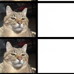 Stepan cat