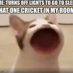 wide mouth cat | ME: TURNS OFF LIGHTS TO GO TO SLEEP; THAT ONE CRICKET IN MY ROOM: | image tagged in wide mouth cat,real life,cat,goofy | made w/ Imgflip meme maker