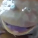 Happy frog meme