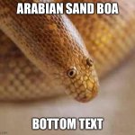 Arabian sand boa | ARABIAN SAND BOA; BOTTOM TEXT | image tagged in arabian sand boa,snake,derpy | made w/ Imgflip meme maker
