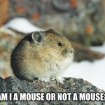Am I a mouse or not a mouse? | AM I A MOUSE OR NOT A MOUSE? | image tagged in tseyvo,mouse | made w/ Imgflip meme maker