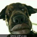 Dog get want dog want