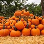Pumpkin patches in and around Colleyville meme