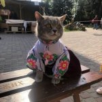 A cat in an embroidered shirt