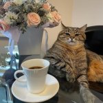 Stepan cat