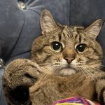 Stepan cat