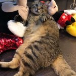 Stepan cat