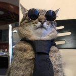 Stepan cat