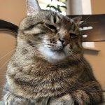 Stepan cat
