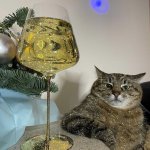 Stepan cat