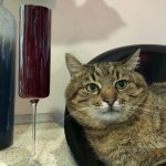 Stepan cat