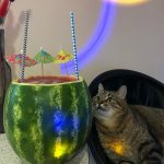 Stepan cat