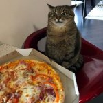 Stepan cat
