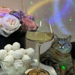 Stepan cat